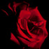 Red Rose I - Floral Art Prints